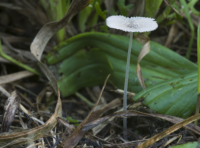 Coprinopsis rugosobispora
